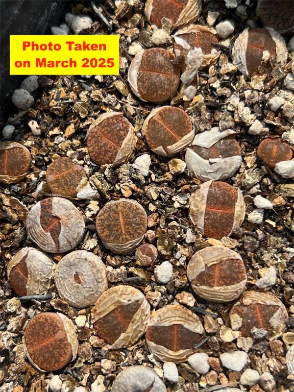 リトープス　ホワイトラビット　Lithops White Rabbit 一鉢全て リトープス ホワイトラビット Lithops White Rabbit 一鉢全て